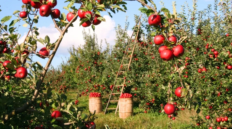 Apple Picking in North Carolina