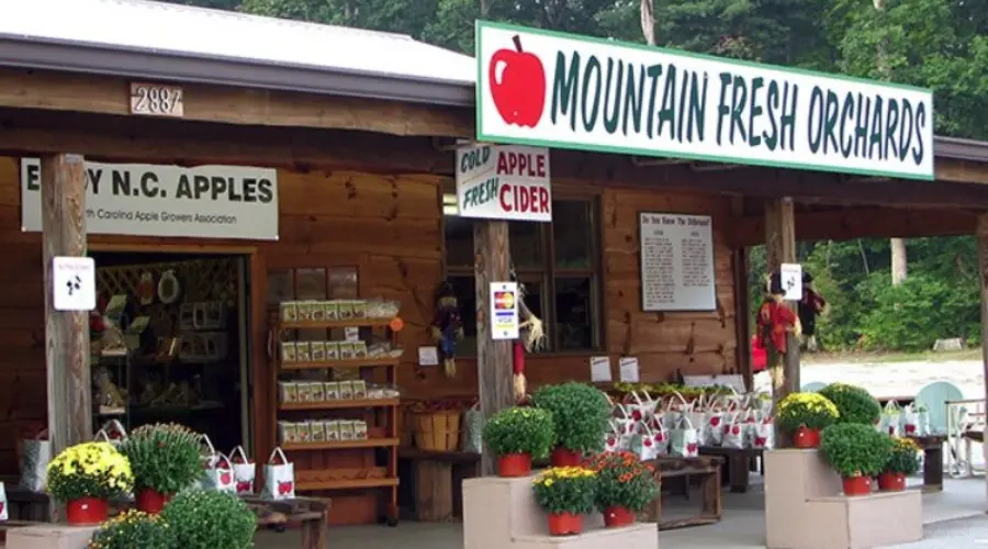 Apple Picking in North Carolina